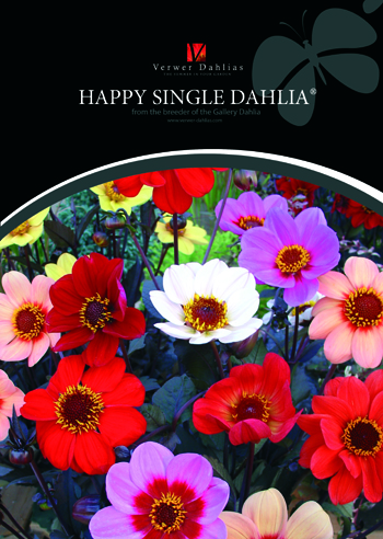 Happy Single Flyer