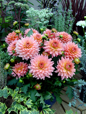 Gallery Leonardo © Verwer Dahlias