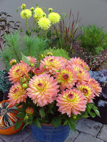 Gallery Pablo © Verwer Dahlias
