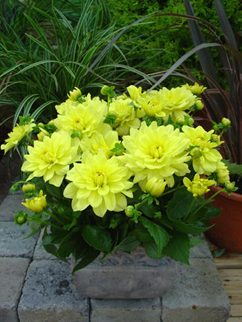 Gallery Pinto © Verwer Dahlias