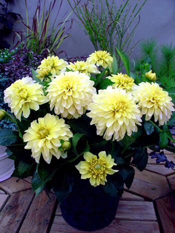 Gallery Serenade  Verwer Dahlias