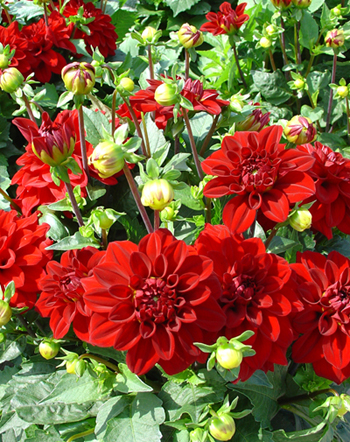 Gallery Singer © Verwer Dahlias