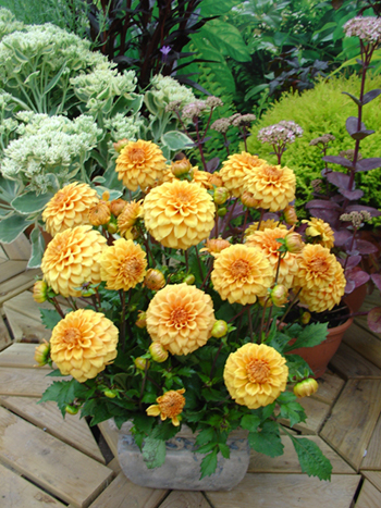 Gallery Vermeer © Verwer Dahlias