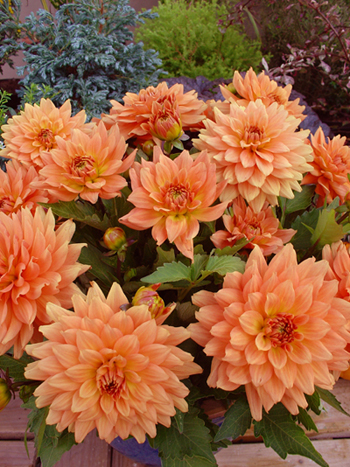 Gallery Vincent © Verwer Dahlias