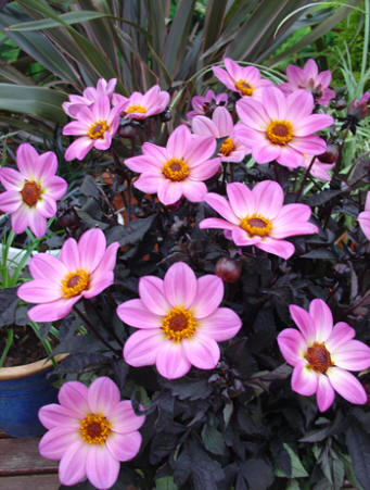 Happy Days Pink  Verwer Dahlias