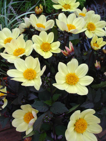Happy Days Lemon © Verwer Dahlias