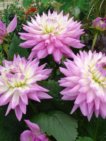 Karma Amanda © Verwer Dahlias