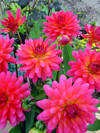 Karma Fuchsiana © Verwer Dahlias