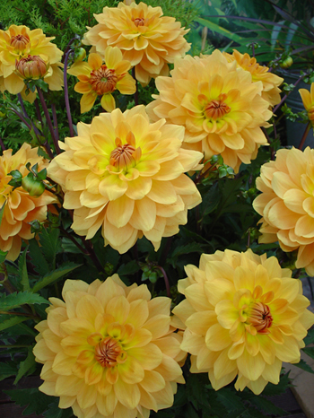 Karma Gold © Verwer Dahlias