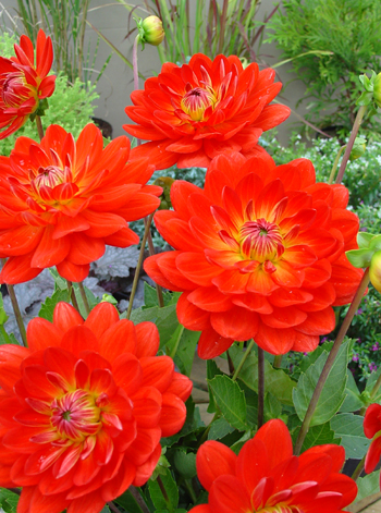 Karma Irene  Verwer Dahlias