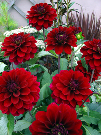 Karma Naomi  Verwer Dahlias