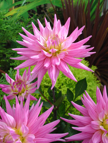 Karma Pink Corona © Verwer Dahlias