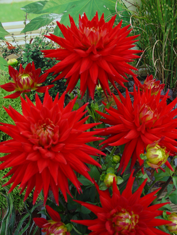 Karma Red Corona  Verwer Dahlias