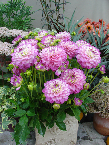 Melody Dixie © Verwer Dahlias
