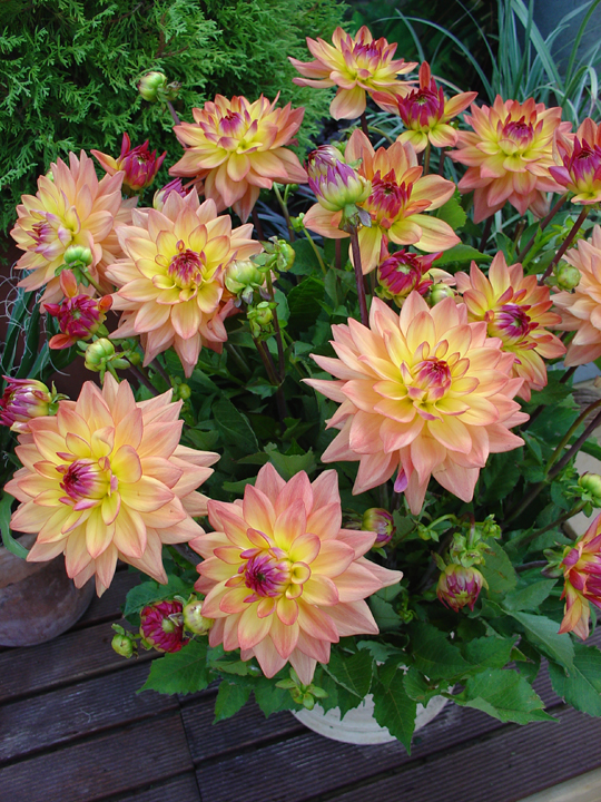 Dahlia Melody Fanfare